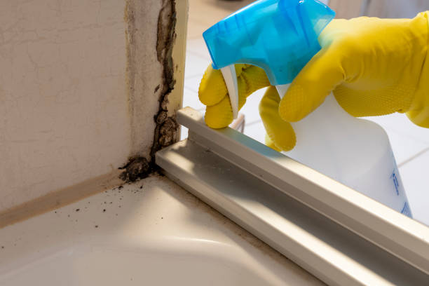 Home Mold Removal in Hebron, IN