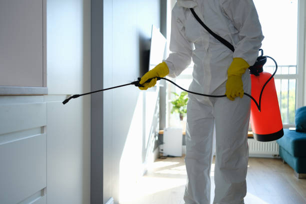 Best Black Mold Removal  in Hebron, IN