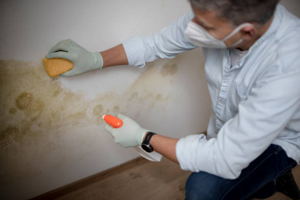 Best Professional Mold Removal  in Hebron, IN