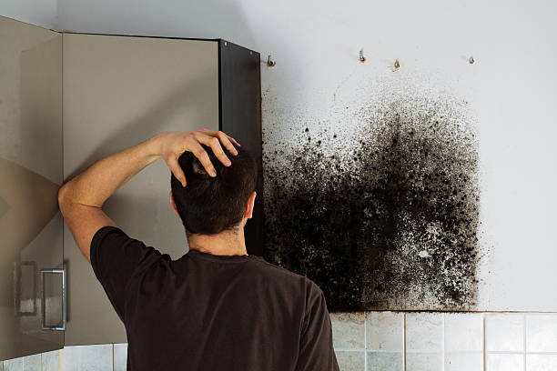 Best Local Mold Removal Service  in Hebron, IN
