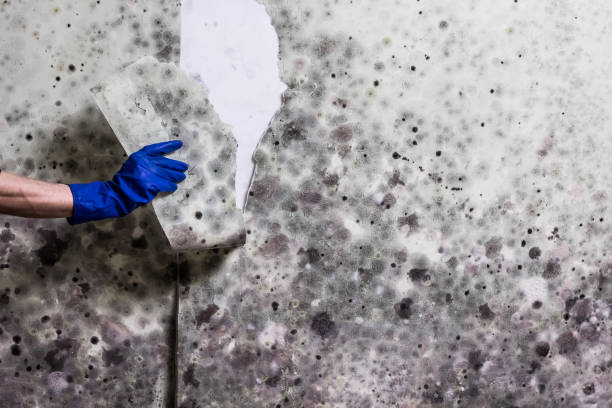 Best Mold Removal Near Me  in Hebron, IN