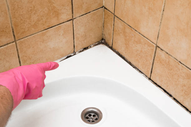 Attic Mold Removal in Hebron, IN